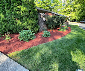 Curved red mulch bed with evergreens beside a manicured lawn