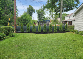 Row of arborvitae evergreens installed along a backyard fence line