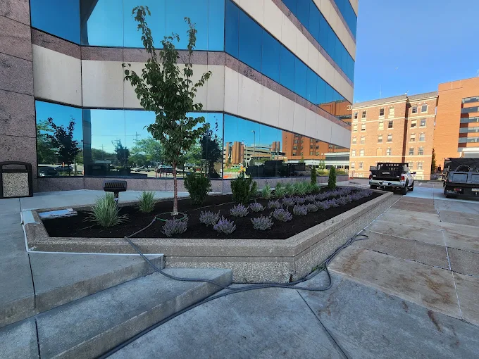 Office building plantings with lavender rows